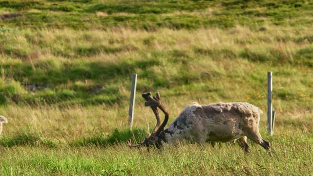 Three reindeer graze in a lush Nordic meadow beneath the Lapland midnight sun, Finnmark, Norway. Arctic wildlife, grazing, antlers, calm countryside, vibrant grass, remote natural scenery. Lapland sun