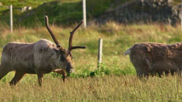 A reindeer with huge antlers walks in frame and stops to stare under the lapland midnight sun in Scandinavia, Norway Finnmark Vard&oslash;. Warm dusk light, a fence in the background.