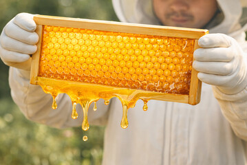 Fresh Honeycomb Held by Beekeeper with Dripping Honey