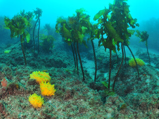 Bright yellow nipple sponges scattered among stalked kelp Ecklonia radiata. Location: Leigh New Zealand