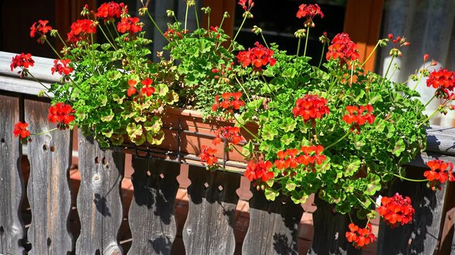 Red geraniums and green leaves in a window box adorn an aged wooden railing. Natural light highlights the flower and plants.