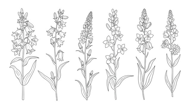 A lovely set of six different wildflowers, including foxgloves and bluebells, in a detailed black and white line art illustration.