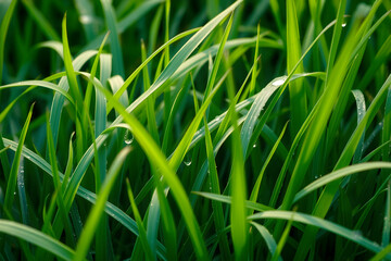 Obraz premium Green grass blades showing fresh morning dew drops