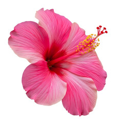 hibiscus flower isolated on white