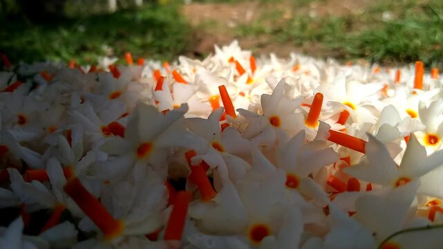 Fallen Night Jasmine Flowers on the Ground with Soft Natural Light. Night Jasmine Morning Flowers Cinematic video.