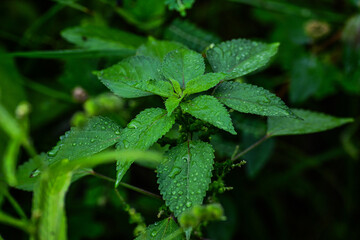 Rain drops on green leaf nature background. Nature background of green leaves. Close up background nature of green leaves. horizontal photo. nobody, no people. bubbles. botanic, botanical. climate. 