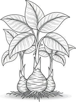 Detailed black and white line drawing of a taro plant with large leaves bulbous corms and roots.