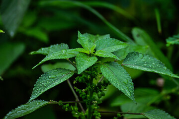 Rain drops on green leaf nature background. Nature background of green leaves. Close up background nature of green leaves. horizontal photo. nobody, no people. bubbles. botanic, botanical. climate. 