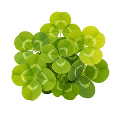 green clover isolated on white