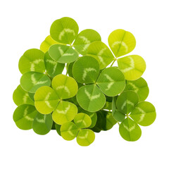 green clover isolated on white