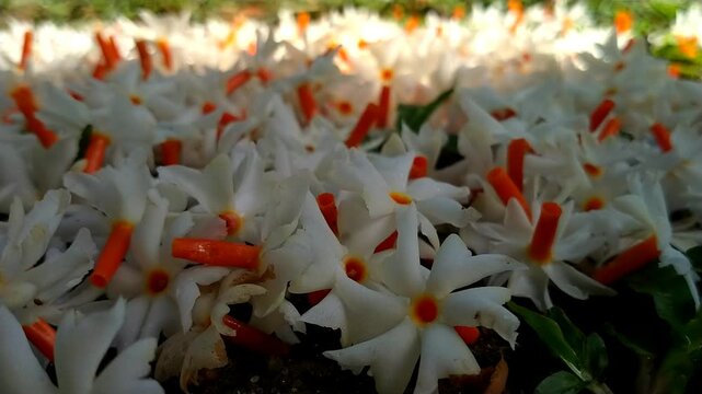 Fallen Night Jasmine Flowers on the Ground with Soft Natural Light. Night Jasmine Morning Flowers Cinematic video.
