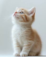 Obraz premium Adorable kitten gazing up with curiosity