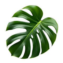 green leaf vector illustration