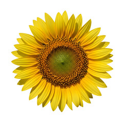 Fototapeta premium sunflower isolated on white