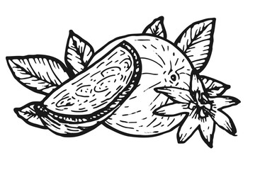 Hand drawn passion fruit fruit whole, pieces and flower with leaves isolated on transparent. Vintage sketch in linear style. Maracuya tropical fruit composition.