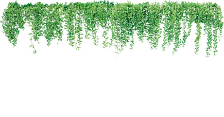 Hanging Green Leafy Vine Border Transparent