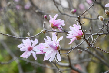シデコブシ　Star Magnolia