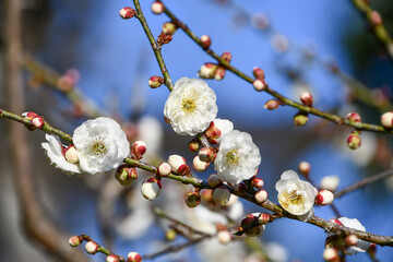 梅の花「玉牡丹」　Plum blossom 'Tama-botan'