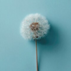 Fluffy dandelion seed head on light blue background