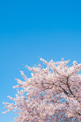 桜　青空