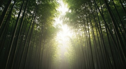 Sunlit pathway through a dense bamboo forest, reaching toward the sky