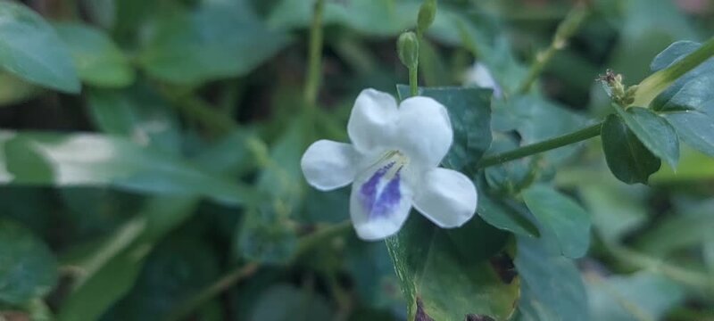 purple white wildflowers in tropical bushes. 