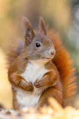 Fototapeta premium red squirrel portrait close up