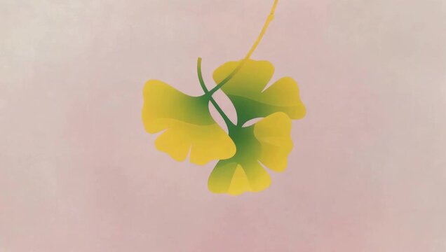 Yellow Ginkgo Leaves on Pink Background