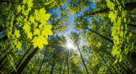 Fototapeta premium Low Angle View of Vibrant Green Forest Canopy with Sunburst