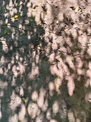 Shadows of leaves on the ground.