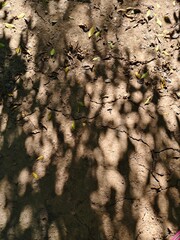Shadows of leaves on the ground.