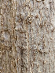The surface of the brown bark is rough.