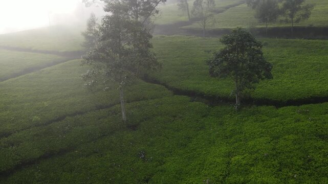 Aerial Drone Footage of Tea Plantation with Morning Fog, Wonosobo, Java, Indonesia