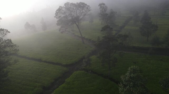 Aerial Drone Footage of Tea Plantation with Morning Fog, Wonosobo, Java, Indonesia