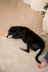Peaceful black dog resting on soft carpet in a cozy home interior, capturing a calm domestic moment with warm tones, comfort, and relaxed lifestyle atmosphere.