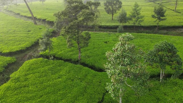 Aerial Drone Footage of Tea Plantation with Morning Fog, Wonosobo, Java, Indonesia