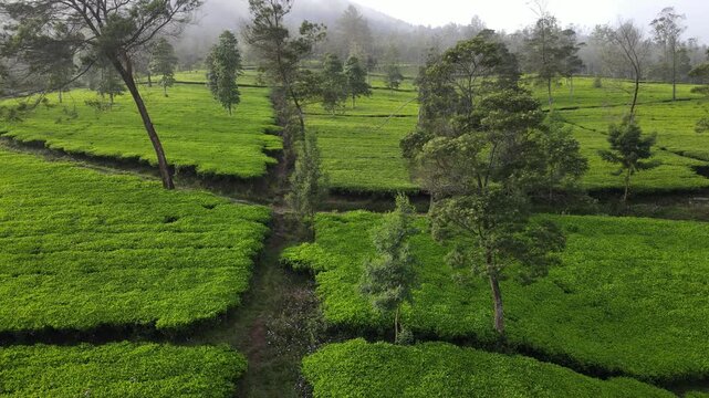 Aerial Drone Footage of Tea Plantation with Morning Fog, Wonosobo, Java, Indonesia