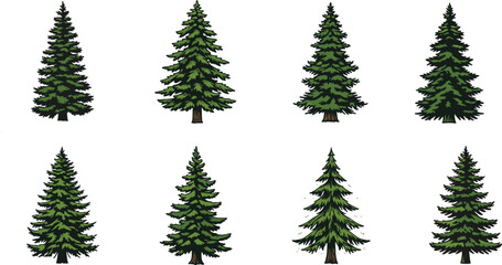 Beautiful collection of evergreen pine trees illustration vector with detailed green foliage, coniferous forest elements, natural design, isolated on white background © shamima