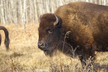 Plains Bison at Elk Island National Park