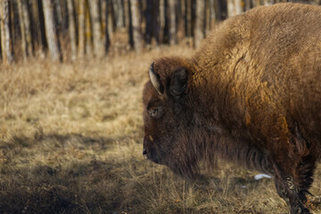 Plains Bison at Elk Island National Park