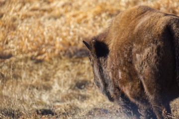 Plains Bison at Elk Island National Park