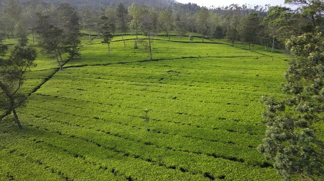 Aerial Drone Footage of Tea Plantation with Morning Fog, Wonosobo, Java, Indonesia