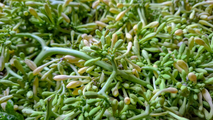 Papaya FlowerFresh Papaya Flower Buds Vegetable Background Buds Macro Texture Background