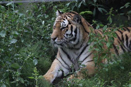 A Siberian Tiger at a local zoo