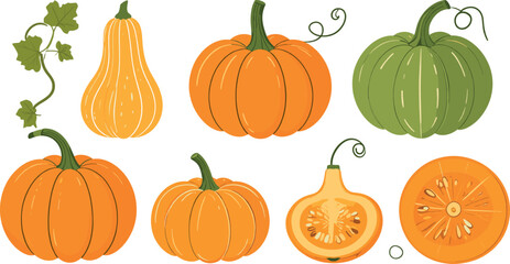 Hand Drawn Pumpkin and Squash Set with Whole and Sliced Vegetables Illustration