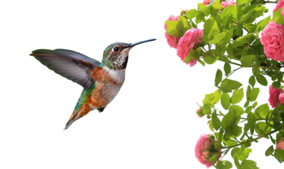 Bird in flight with pink rose flowers, isolated on transparent background