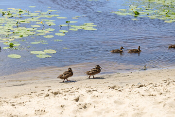Wild ducks walking and swimming along a sandy riverbank with calm water and floating water lily leaves. Outdoor natural scene photographed in daylight.