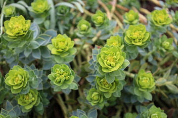 Close-up view of Euphorbia polychroma plants with fresh green bracts and layered foliage. Natural outdoor photograph showing dense growth and repeating floral forms.