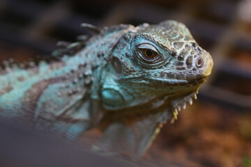 Iguana in close view at a reptile exhibit