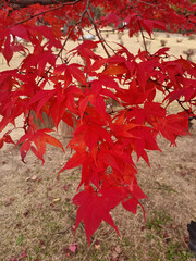 It's a red-tinged maple tree.